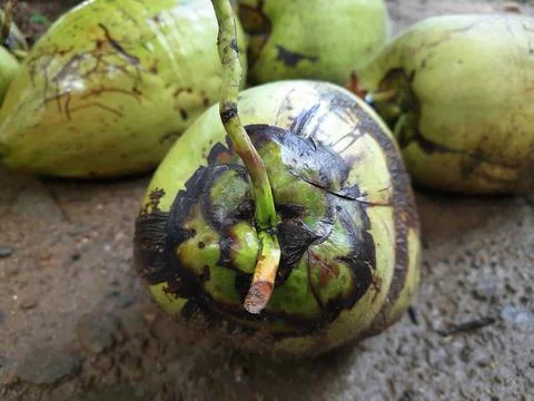 An image of coconut Foto stock