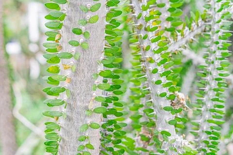The image is a collage of three close-up shots of natural elements, each fe.. 스톡 사진