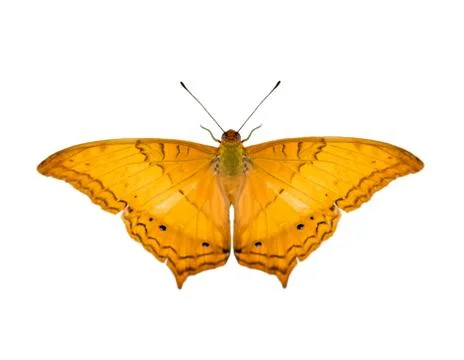 Image of common cruiser butterfly (Vindula erota erota) isolated on white bac Stock Photos