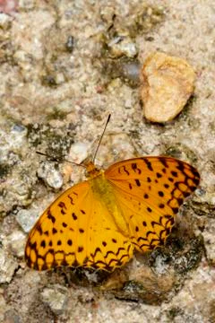 Image of The Common Leopard Butterfly (Phalanta phalantha) on nature backgrou Stock Photos