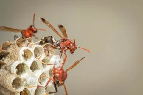 Image of Common Paper Wasp / Ropalidia fasciata and wasp nest on nature backg Stock Photos