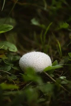 Image from Common puffball in the grass Stock Photos