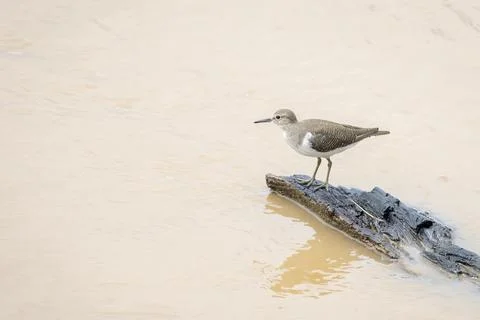 Image of Common Sandpiper bird (Actitis hypoleucos) looking for food in the s Stock Photos