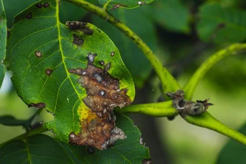 Image of common tree leaf disease in the spring known as Black Spot, close up. Fotos Stock