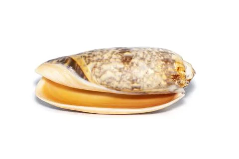 Image of cone snail shells or Cone shell on a white background. Undersea Anim Stock Photos