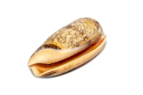 Image of cone snail shells or Cone shell on a white background. Undersea Anim Stock Photos