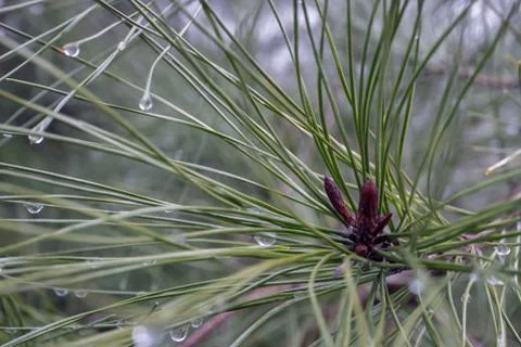 Image coniferous branch. Stock Photos