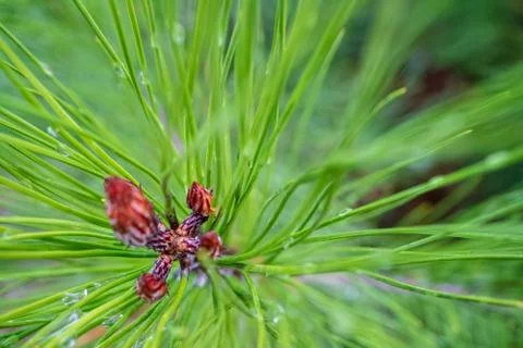 Image coniferous branch. Stock Photos