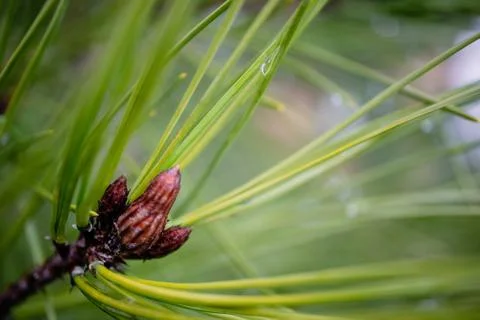 Image coniferous branch. Stock Photos