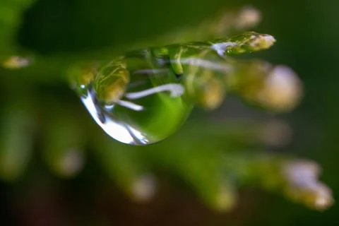 Image coniferous branch. Stock Photos