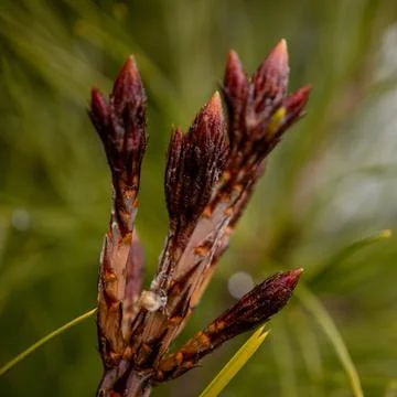 Image coniferous branch. Stock Photos