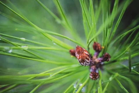 Image coniferous branch. Stock Photos