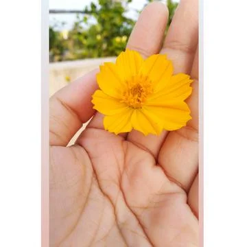 This image contains a yellow beautiful flower holiding it on a beautiful hand Stock Photos