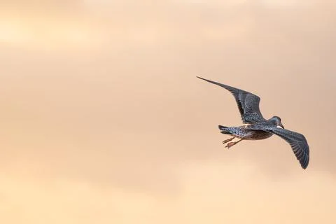 Image copyspace of seagull fly gracefully through a colorful sky during sunset 写真素材