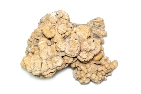 Image of coral cubes on a white background. Undersea Animals. Stock Photos