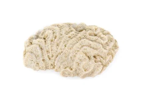 Image of coral cubes on a white background. Undersea Animals. Stock Photos