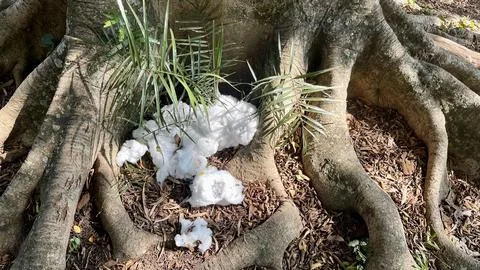 Image of cotton rolls at the base of tree Stock Photos