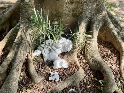 Image of cotton on tree root Stock Photos