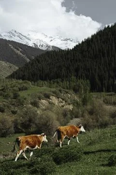Image of cows farm with mountains on the background Stock Photos