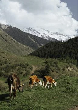 Image of cows farm with mountains on the background Stock-Fotos