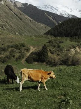 Image of cows farm with mountains on the background Stock Photos