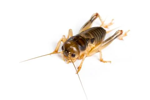 Image of cricket on white background., Insects. Animals Stock Photos