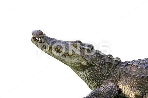 Image of a crocodile on white background. Reptile Animals. Stock Photos