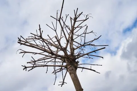 An image of cropped maples in early spring. Stock Photos