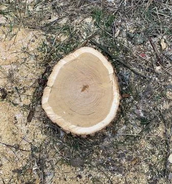 Image of a cross section of a tree with annual rings clearly visible. Foto stock