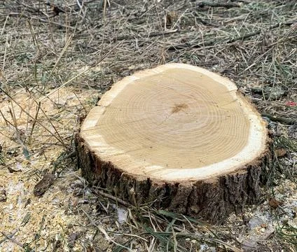 Image of a cross section of a tree with annual rings clearly visible. Stock Photos