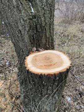 Image of a cross section of a tree with annual rings clearly visible. Stock Photos