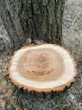 Image of a cross section of a tree with annual rings clearly visible. Foto stock