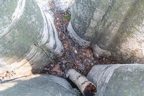 Image of cross-sectioned tree trunks displaying growth rings and natural pa.. Stock Photos