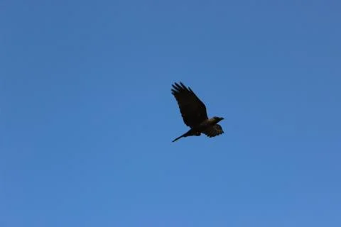 Image of a crow in a clear blue sky Stock Photos