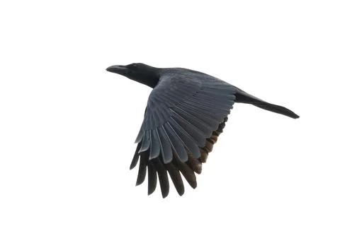 Image of a crow flapping its wings isolated on white background. Birds. Wild  Stock Photos