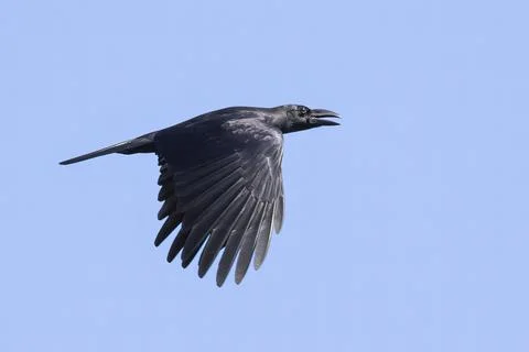 Image of a crow flapping its wings against a blue clear sky. Birds. Wild Anim Stock Photos