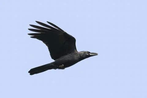 Image of a crow flapping its wings against a blue clear sky. Birds. Wild Anim Stock Photos