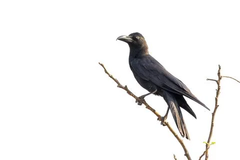 Image of crows on a branch isolated on white background. Birds. Wild Animals. Stock Photos