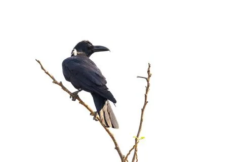Image of crows on a branch isolated on white background. Birds. Wild Animals. Stock Photos