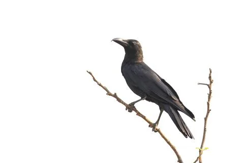 Image of crows on a branch isolated on white background. Birds. Wild Animals. Stock Photos