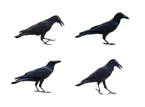 Image of crows isolated on white background. Birds. Wild Animals. Stock Photos