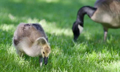Image of a cute chick of Canada geese eating grass Stock Photos