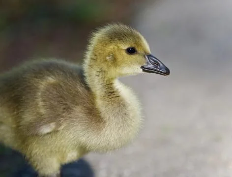 Image of a cute chick of Canada geese on a road Stock Photos
