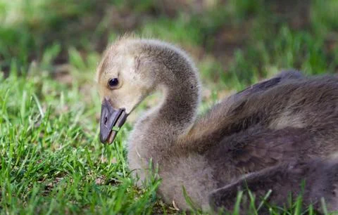 Image of a cute chick of Canada geese eating grass Stock Photos