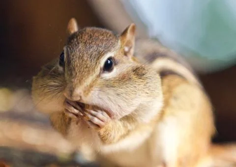 Image of a cute funny chipmunk eating something Stock Photos