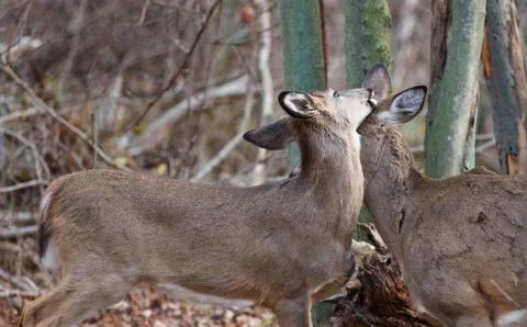 Image with a cute pair of deers Stock Photos