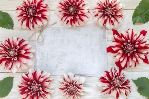 Image with dahlias. Foto stock