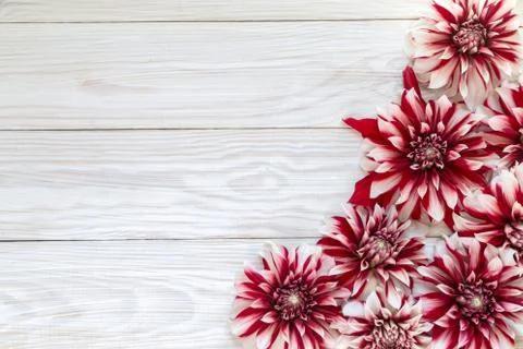 Image with dahlias. Stock Photos