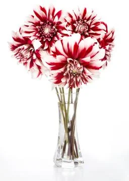 Image with dahlias. Stock Photos