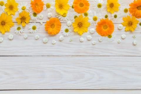 Image with daisies Stock Photos